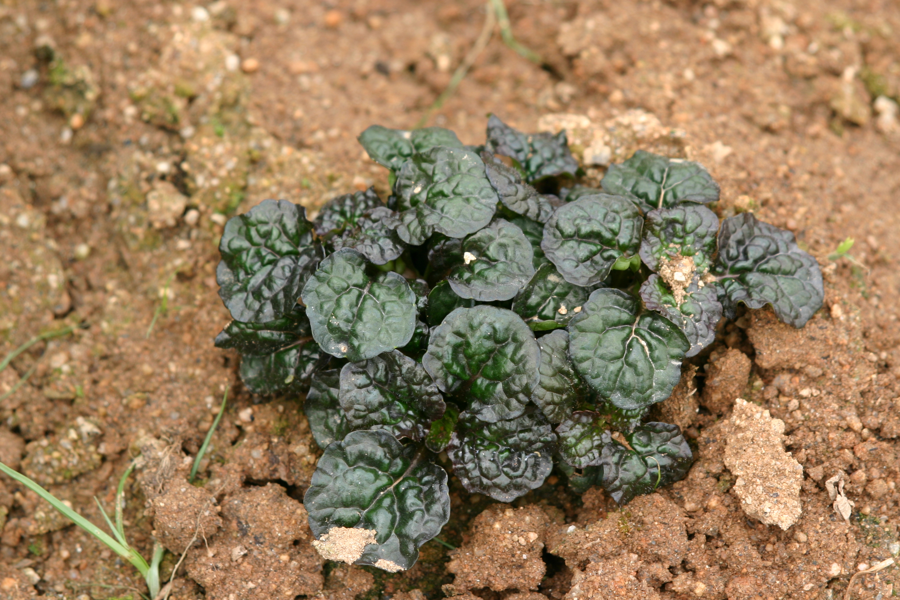 Ajuga reptans 'Bugle'